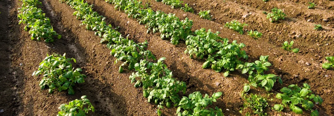 Reihen von Kartoffelpflanzen auf einem Acker.